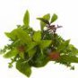 Herbes de Provence Hawaiian Seasoned Salt, 4 oz.