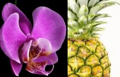 Pineapple Orchid Conditioning Scented Pumice Stone