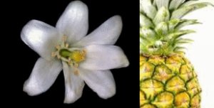 Pineapple Jasmine Conditioning Scented Pumice Stone
