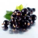 Black Currant Conditioning Scented Pumice Stone