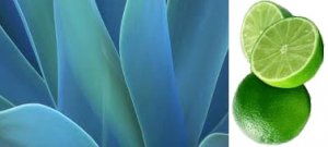 Agave Lime Conditioning Scented Pumice Stone