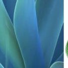 Agave Lime Perfume Oil