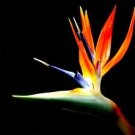 Bird of Paradise Perfume Oil
