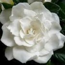 Gardenia Perfume Oil