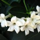 Jasmine Perfume Oil