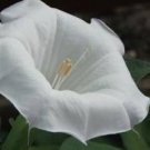 Moonflower Perfume Oil