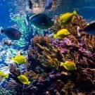 Paradise Reef Perfume Oil