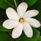 Pikake (Hawaiian Jasmine) Perfume Oil