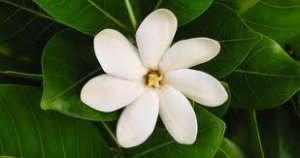 Pikake (Hawaiian Jasmine) Perfume Oil