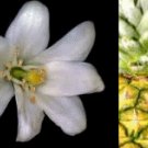 Pineapple Jasmine Perfume Oil