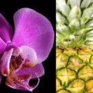 Pineapple Orchid Perfume Oil