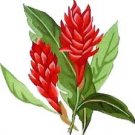 Red Ginger Perfume Oil
