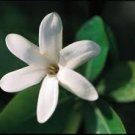 Tiare (Tahitian Gardenia) Perfume Oil