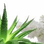 Aloe & White Lilac Conditioning Scented Pumice Stone
