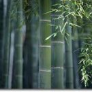 Bamboo Hemp Conditioning Scented Pumice Stone