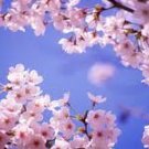 Cherry Blossom Conditioning Scented Pumice Stone