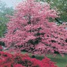 Dogwood Conditioning Scented Pumice Stone