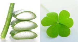 Clover & Aloe Conditioning Scented Pumice Stone