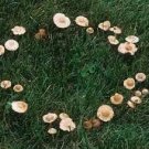Fairy Ring Conditioning Scented Pumice Stone