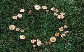Fairy Ring Conditioning Scented Pumice Stone