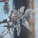 Frost Conditioning Scented Pumice Stone