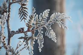 Frost Conditioning Scented Pumice Stone