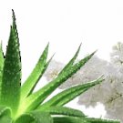 Aloe & White Lilac Scented Hand Sanitizer