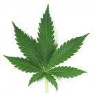 Cannabis Scented Hand Sanitizer