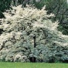 Dogwood Scented Hand Sanitizer