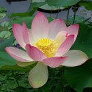 Lotus Flower Scented Hand Sanitizer