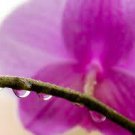 Orchid Rain Scented Hand Sanitizer