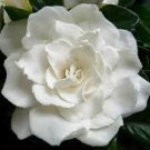 White Gardenia Scented Kona Coffee Exfoliating Face Scrub