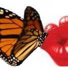 Butterfly Kisses Scented Kona Coffee Exfoliating Face Scrub