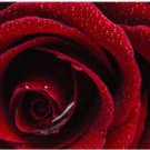 Burgundy Rose Scented Kona Coffee Exfoliating Face Scrub