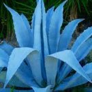 Blue Agave Scented Kona Coffee Exfoliating Face Scrub