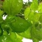 Basil Sage Mint Scented Kona Coffee Exfoliating Face Scrub