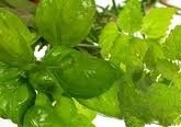 Basil Sage Mint Scented Kona Coffee Exfoliating Face Scrub
