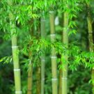 Bamboo Grass Scented Kona Coffee Exfoliating Face Scrub