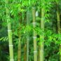 Bamboo Grass Scented Kona Coffee Exfoliating Face Scrub