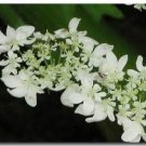 Angelica Scented Kona Coffee Exfoliating Face Scrub