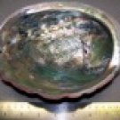 Raw Shell Abalone from Mexico