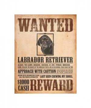 Wanted - Labrador Retriever - Reward Tin Sign