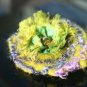 Felted brooch Fancy Feathers, from Merino wool