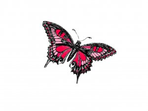Hot Pink Butterfly