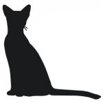 Siamese Cat