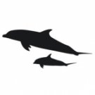 Mother and Baby dolphin
