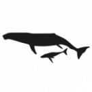 Whale and Baby