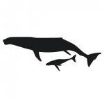 Whale and Baby