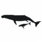 Whale and Baby