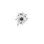 Firework bw